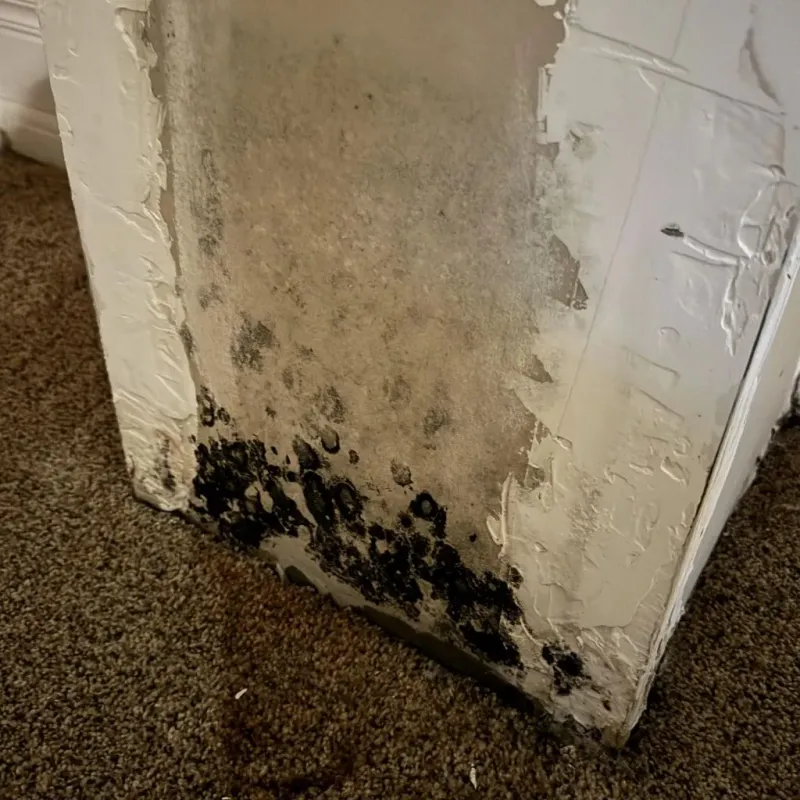 Professional Mold Removal in Woodlawn, VA